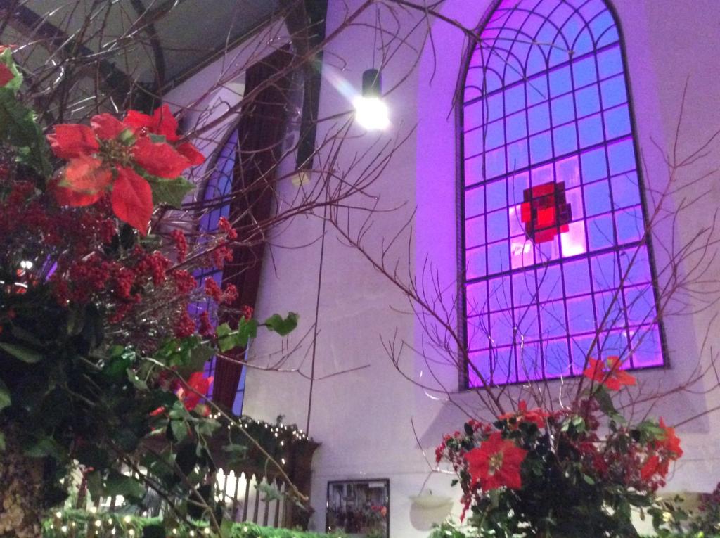 Rode kerstster-planten voor een hoog, paars verlicht kerkraam