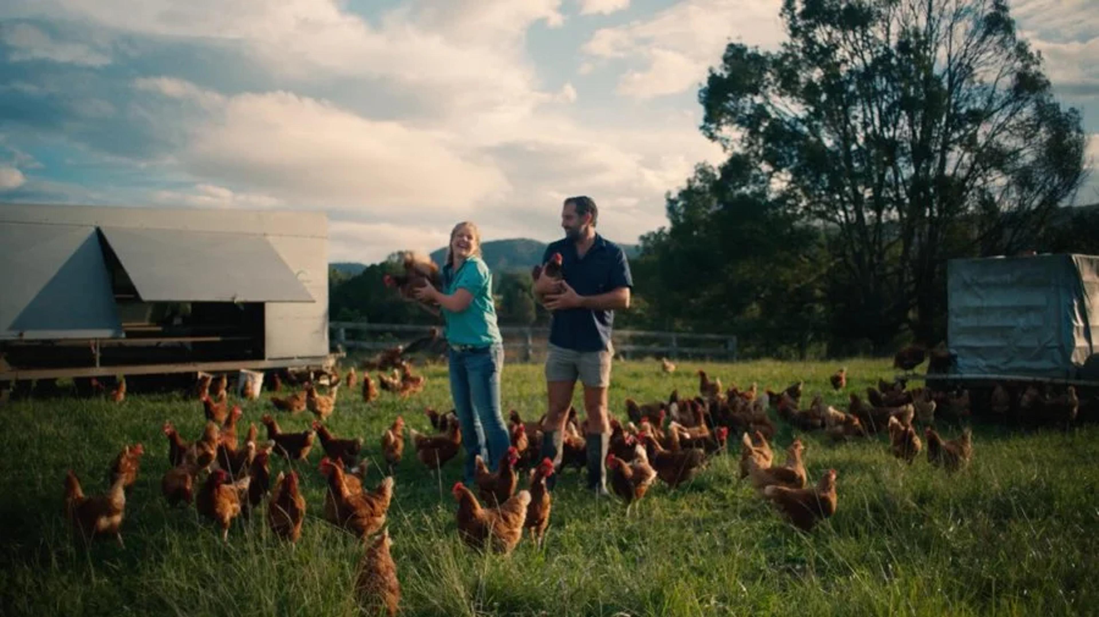 chickens-ff
