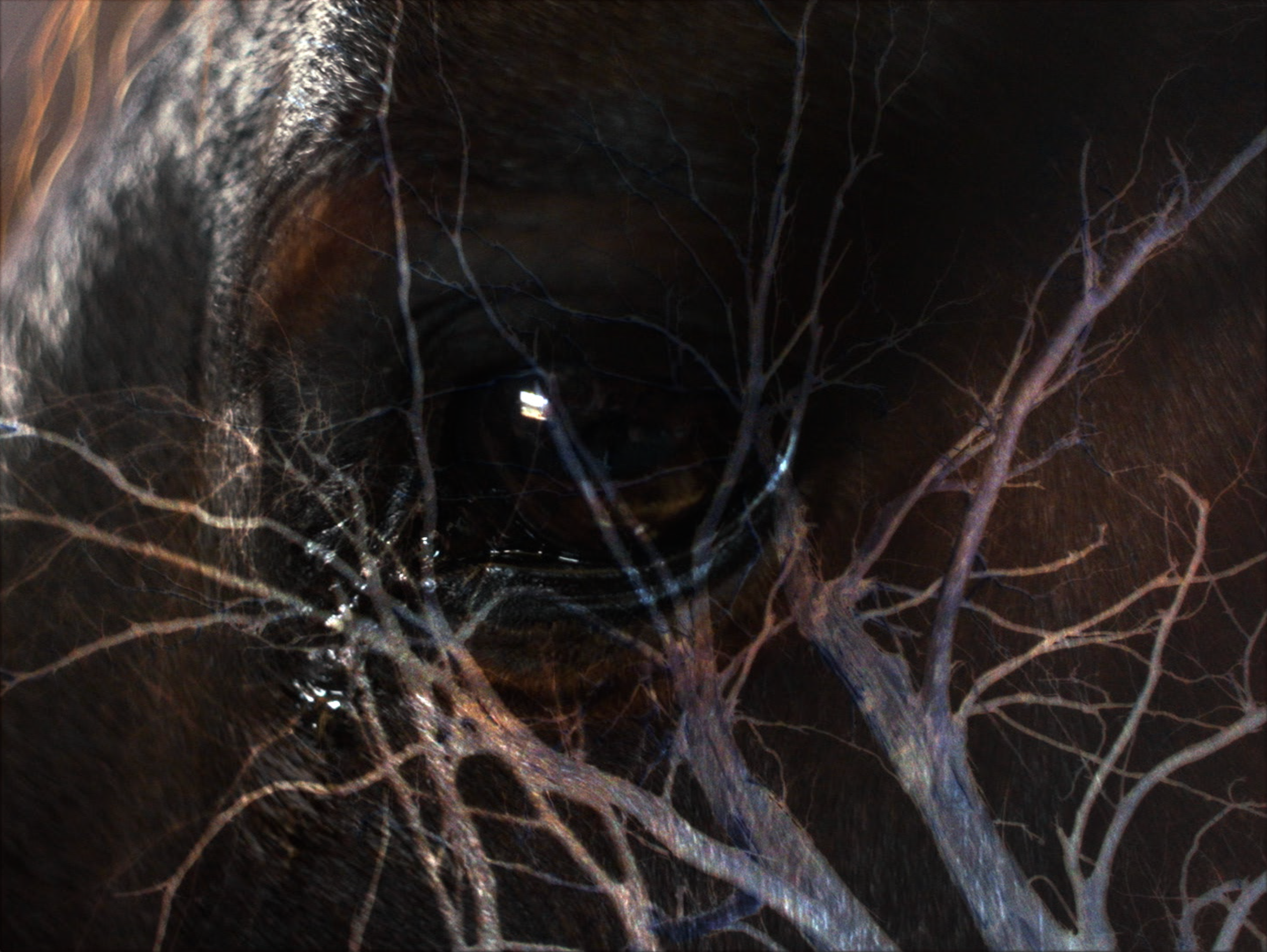 brookvale-06