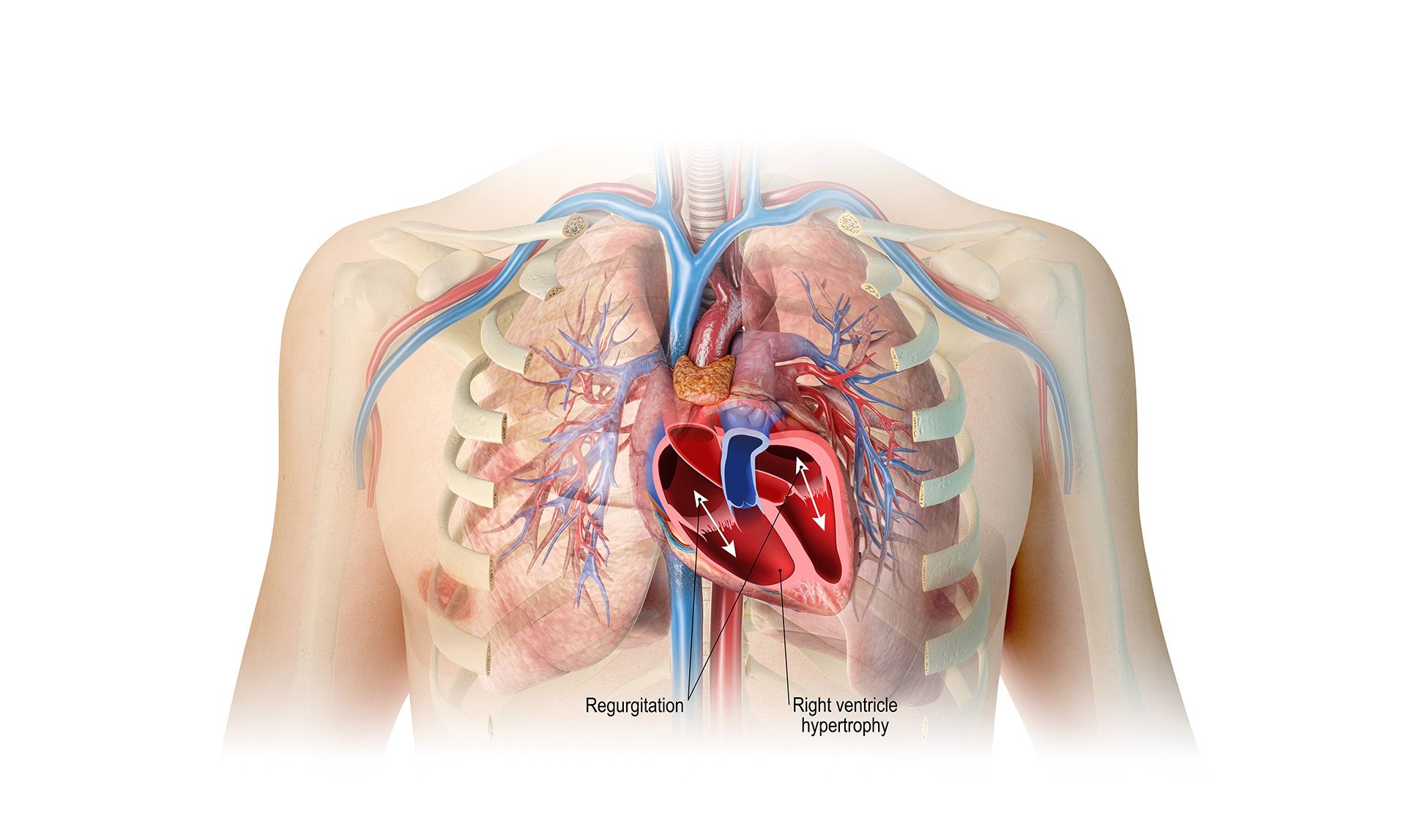 Pulmonary Diagram Image