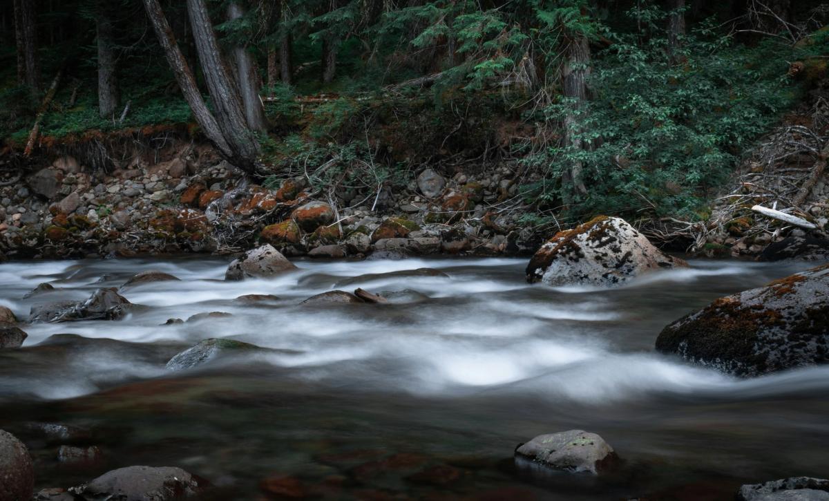 Forest stream along the monitoring corridor