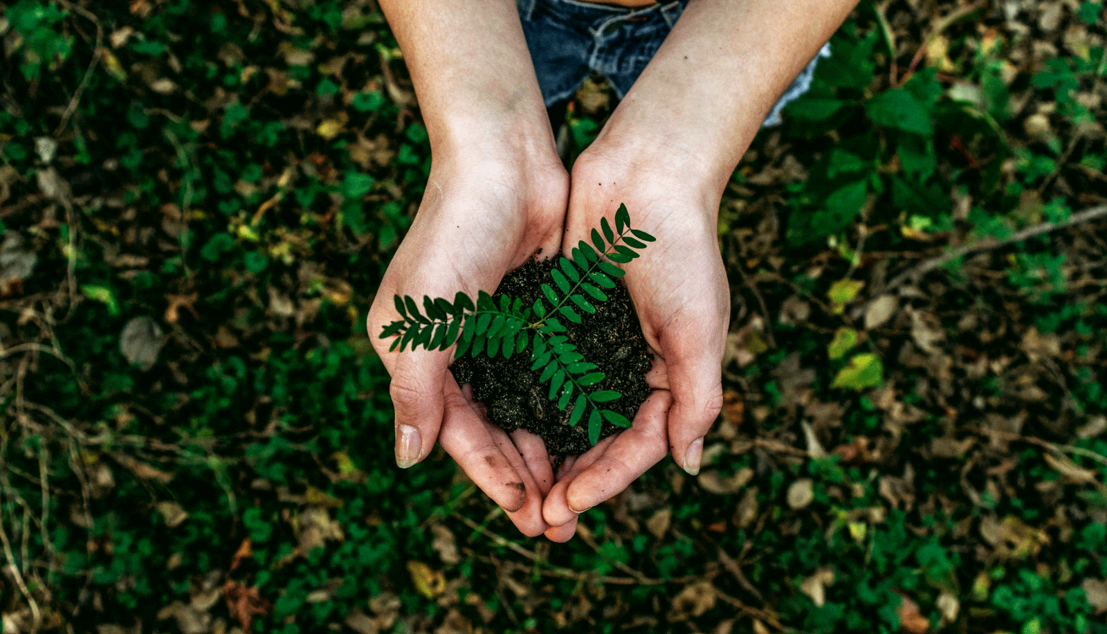 hand holding a plant