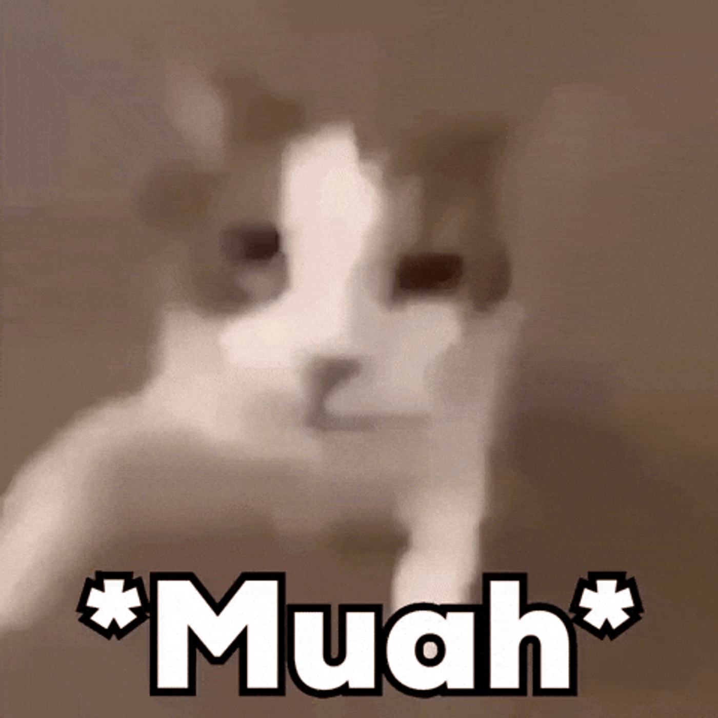 Cat Meme