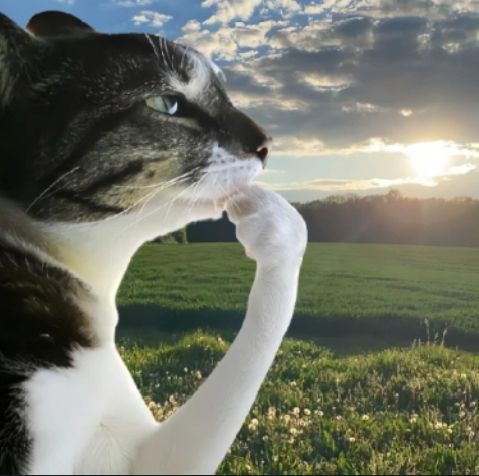 cat meme