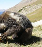 An unknown furry animal eating a marmot