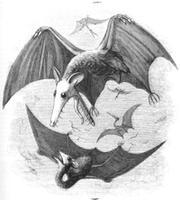 An incorrect drawing of a pterodactyl that more closely resembles a misshapen bat.