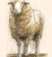 A sheep that appears to be dripping