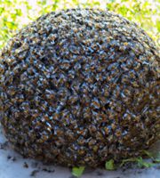 A ball made of ticks.