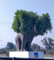 A combination of an elephant and a tree. The trunk looks like an elephant except for the head, and the foliage resembles the shape of an elephant head.