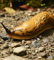 A Mountaintop Inland Landsea Sea Slug moving across rocky ground