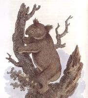 An old sepia plate of a derpy looking koala in a small tree.