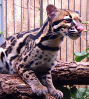 A spotted animal that appears similar to an ocelot or a margay.