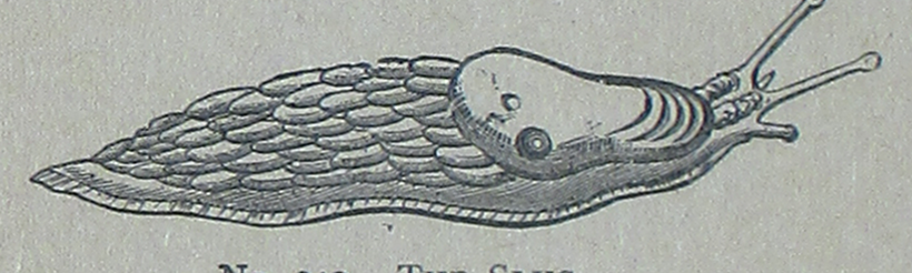 A Mountaintop Inland Landsea Sea Slug.