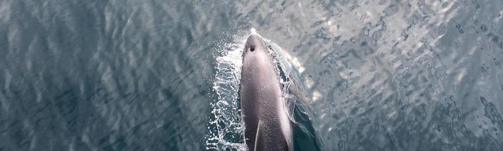 A mouthless dolphin diving into the water.