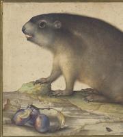 An old painting of a marmot sitting on a rock