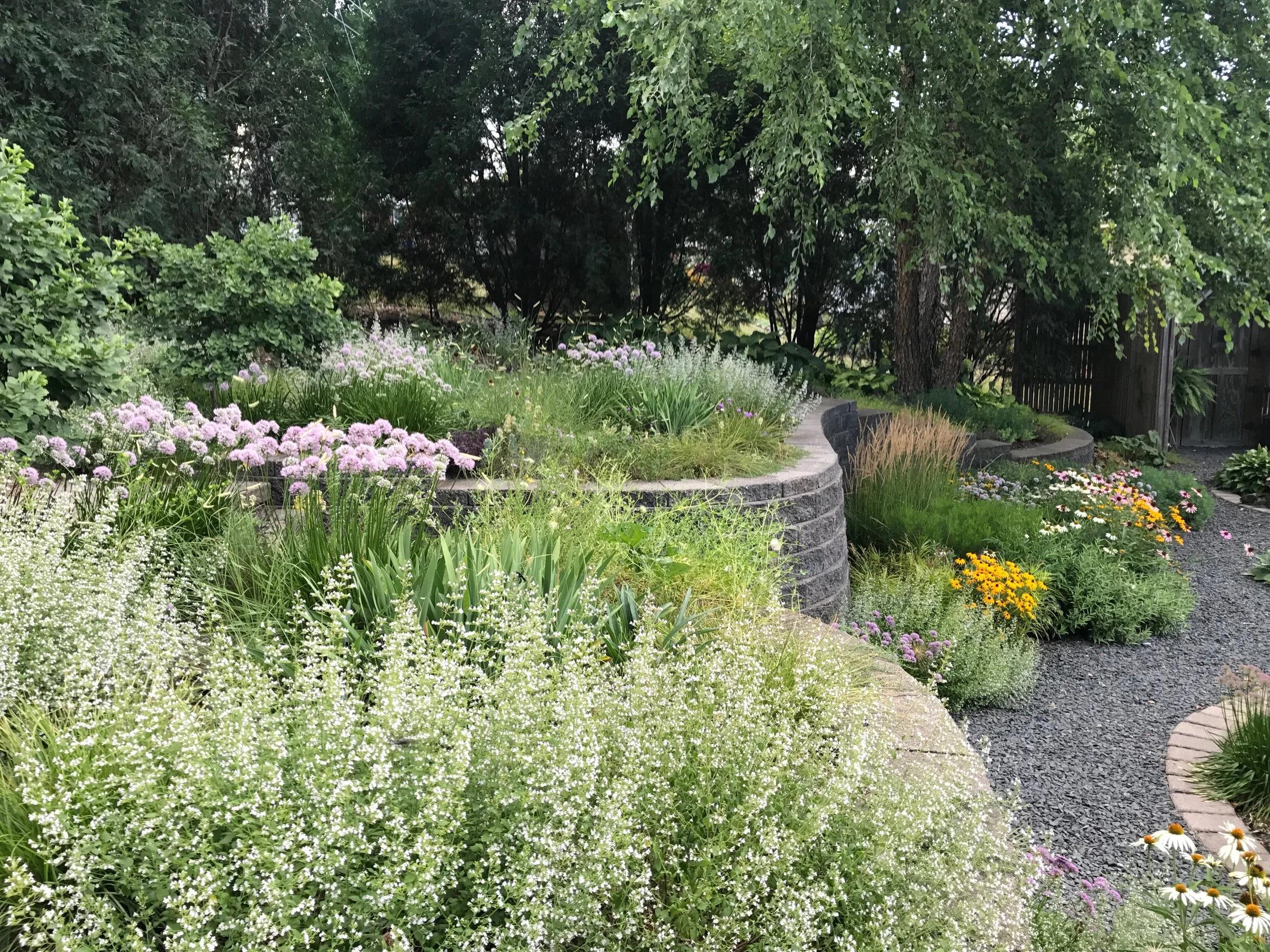 ☘️aiiKEN73*Garden☘️AG202605 Pikes Place — Austin's Experimental Garden in Carroll, Iowa