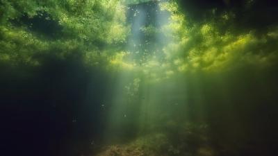 Algae underwater