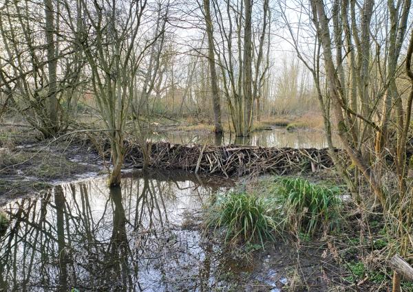 Beaver Dam at Spains Hall