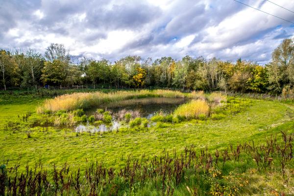 Wildlife pond