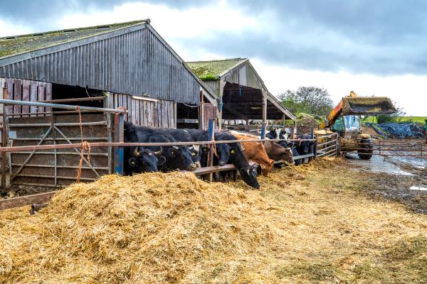 cattle farm