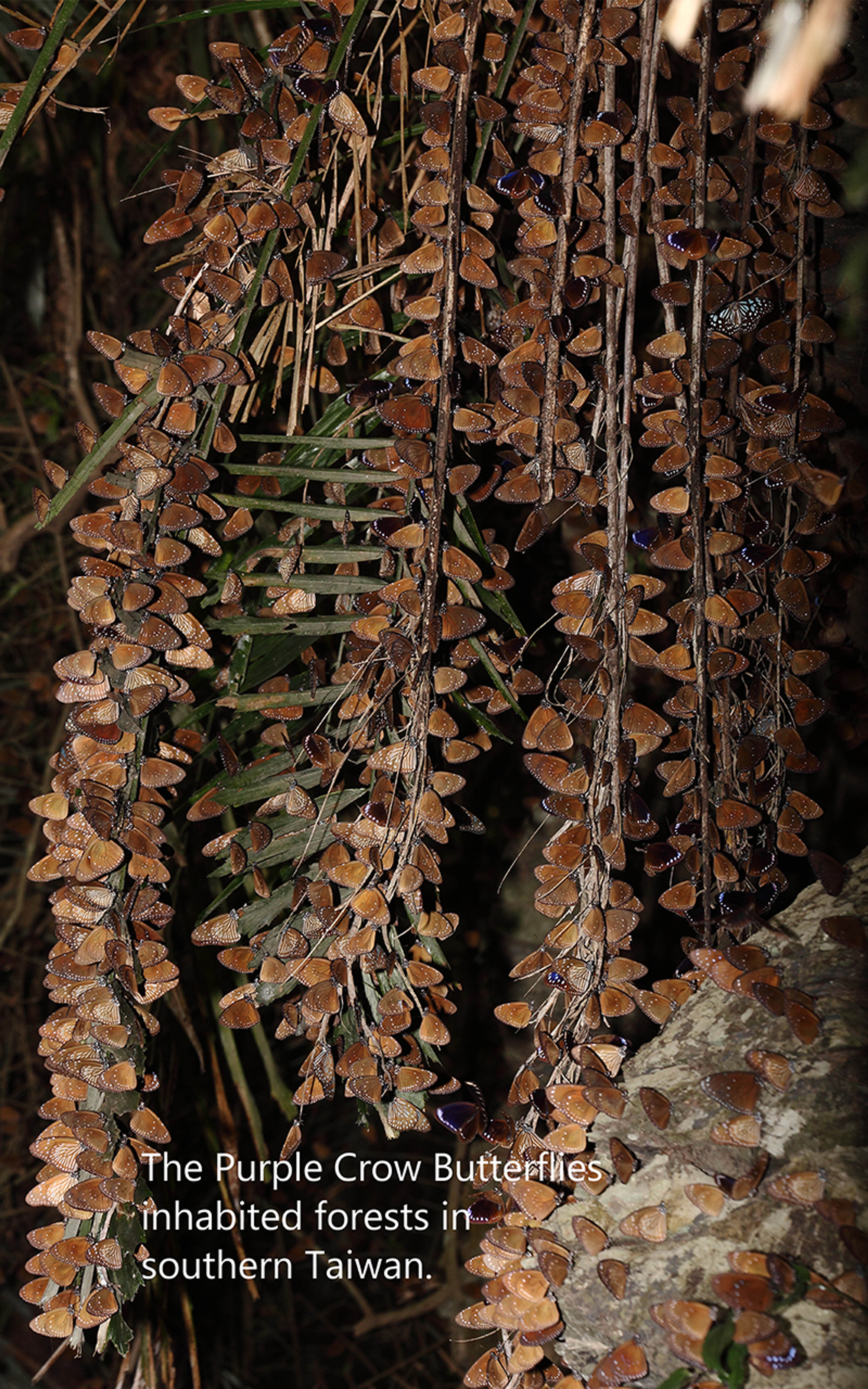 the-butterfly-hunter-107