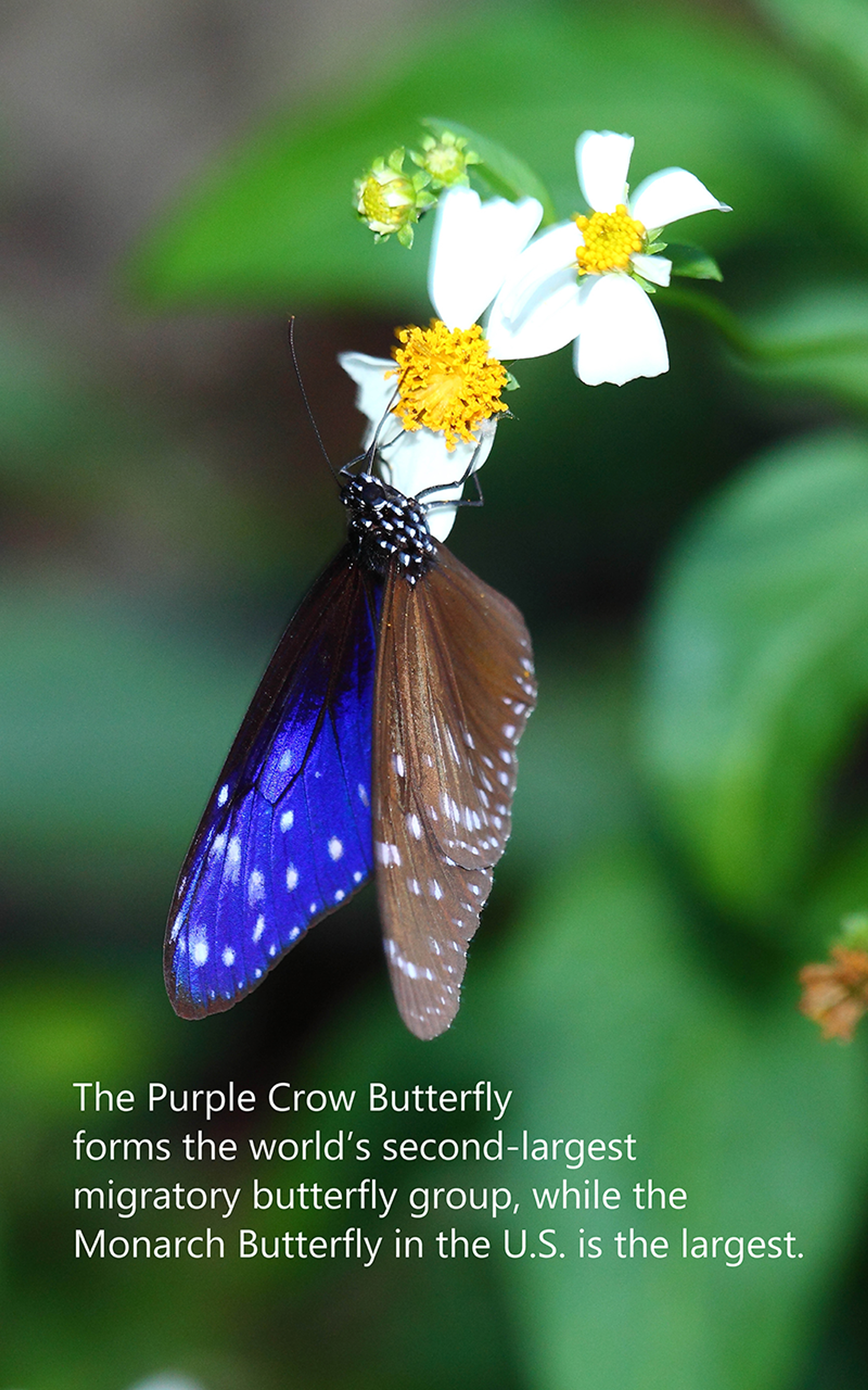 the-butterfly-hunter-106