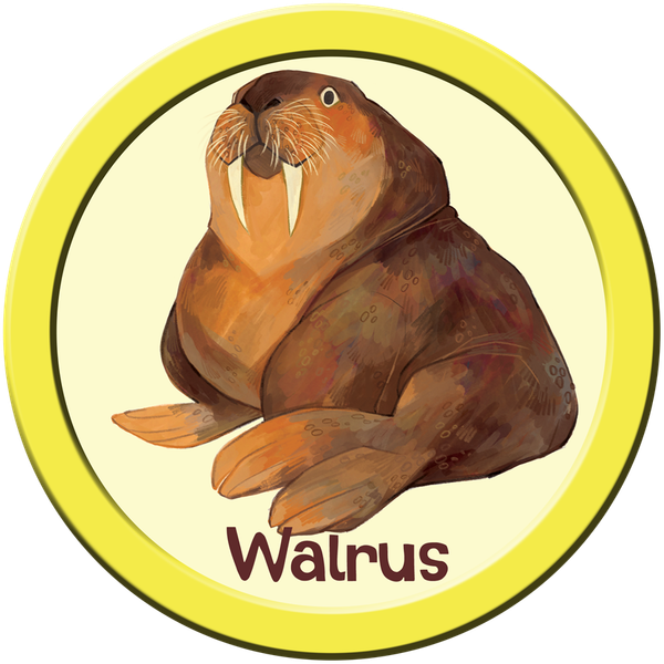 Zoe Persico Walrus