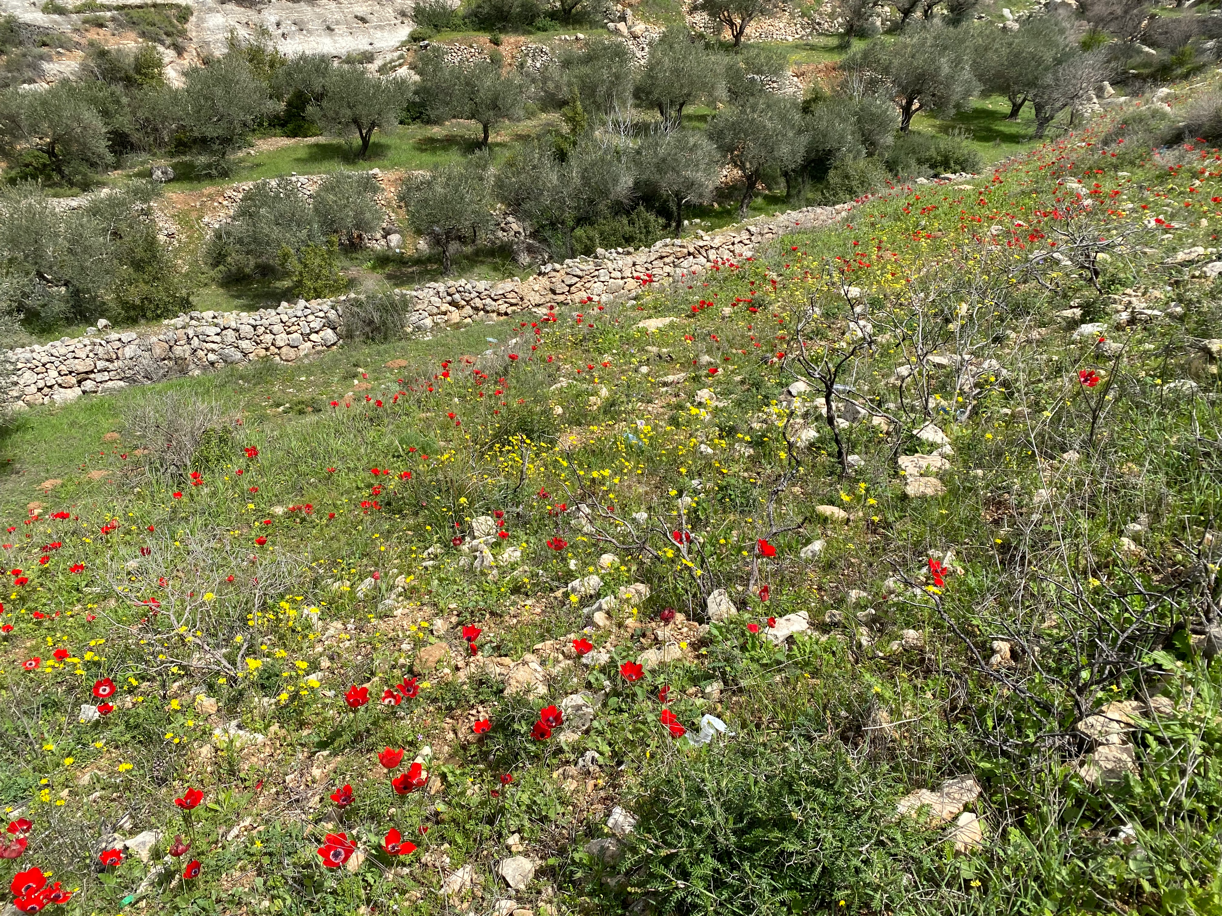 A landscape: red flowers (poppies) on a hill, trees and a stone wall in the distance downhill.