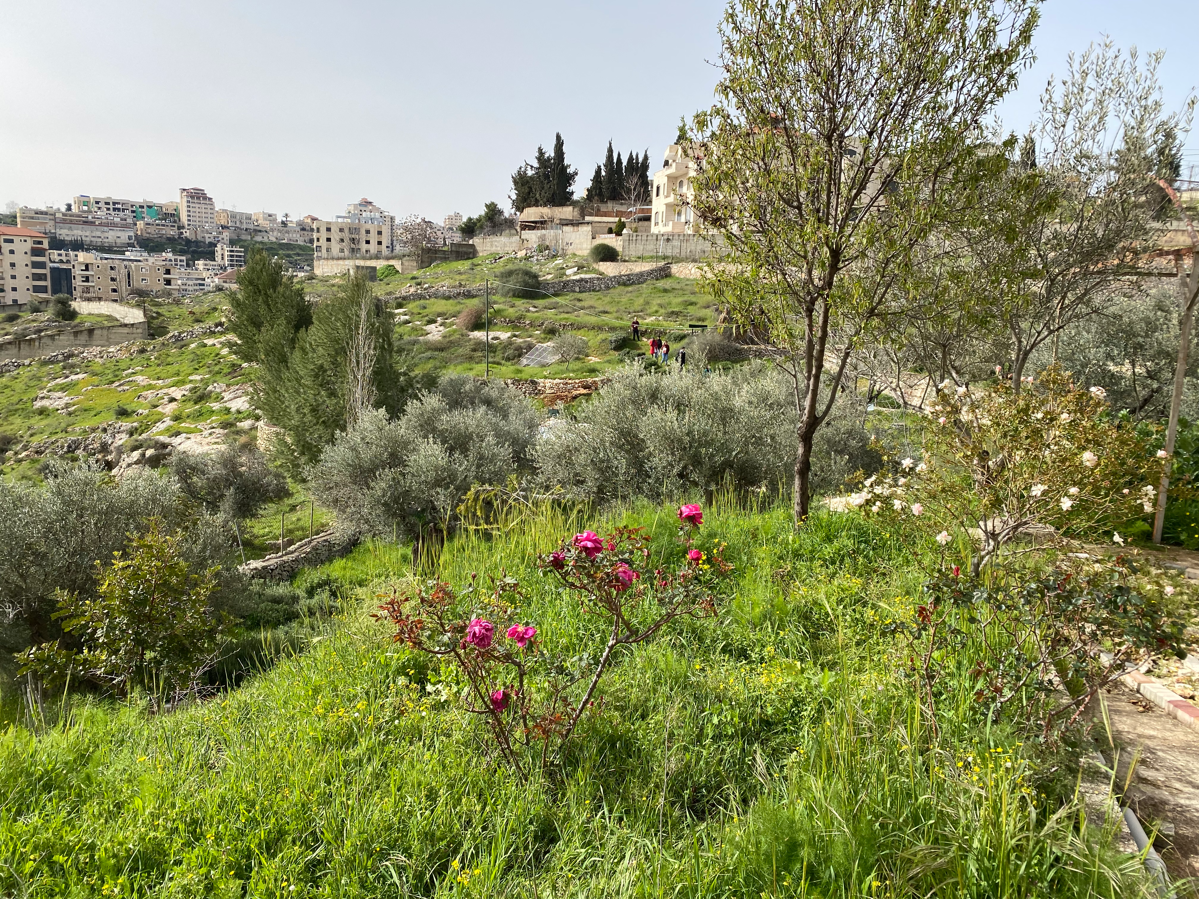 A landscape view of plants from a hilltop, walls and buildings in the distance.