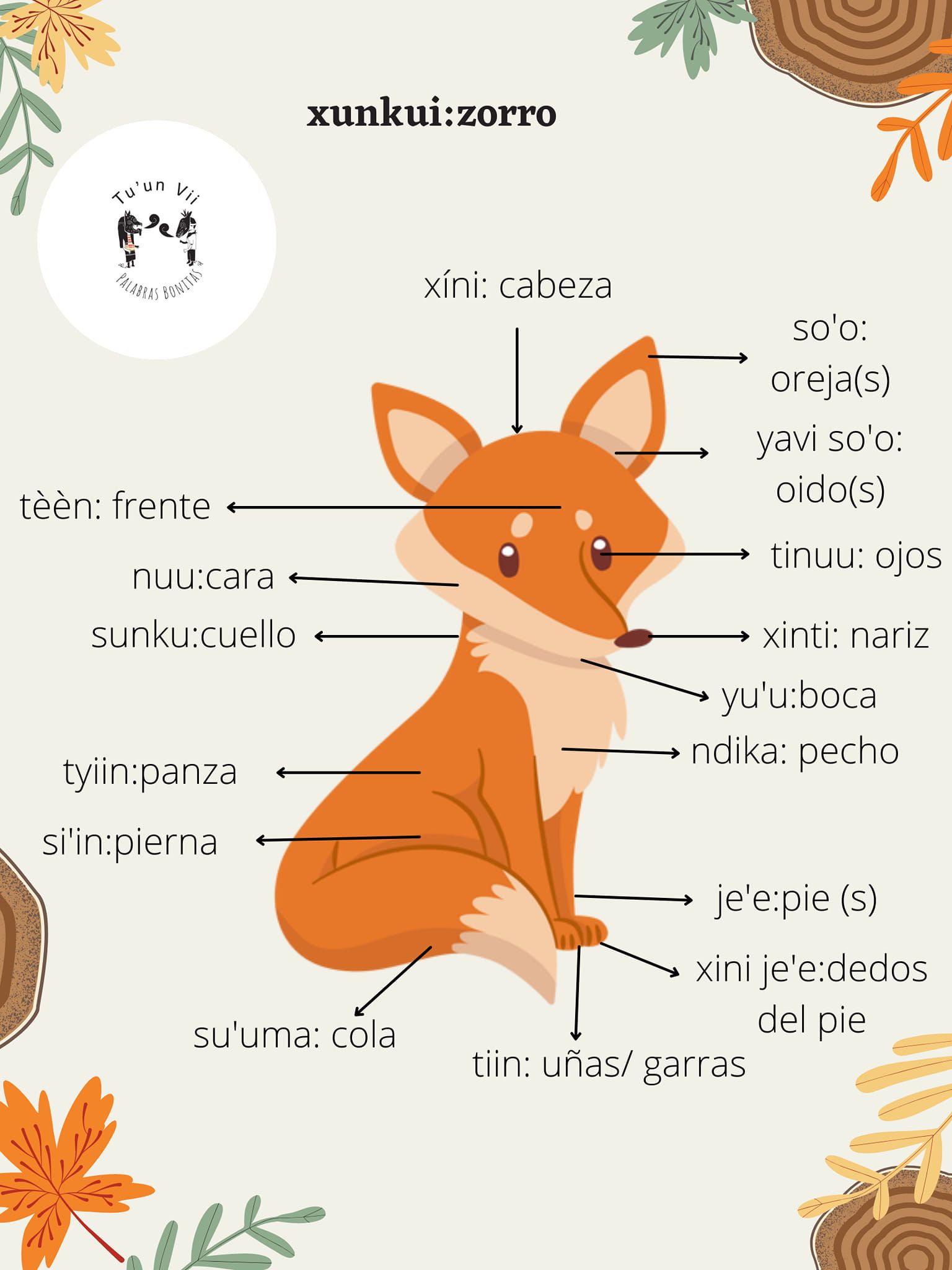 Parts of a cartoon fox labeled in Mixtec and Spanish

Partes del cuerpo de un zorro en mixteco, elaborado por Izaira López Sánchez