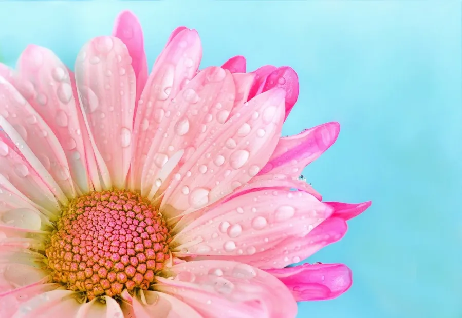 6 Things You Can Do to Feel Fresh as a Daisy All Day Long