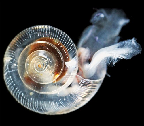 Shelled pteropod (sea butterfly).