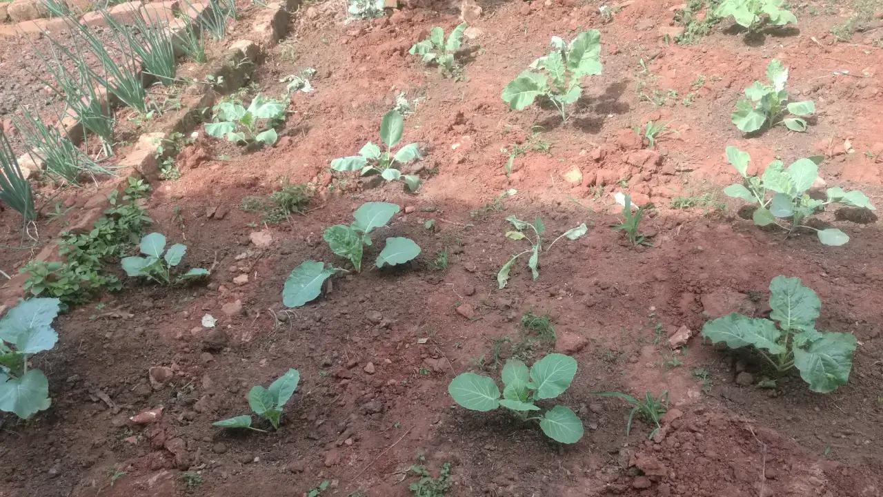 Urban Farming