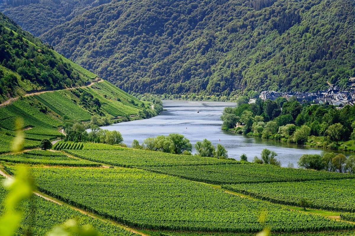 un vigneto che costeggia un fiume, chissà se produce vini pregiati?