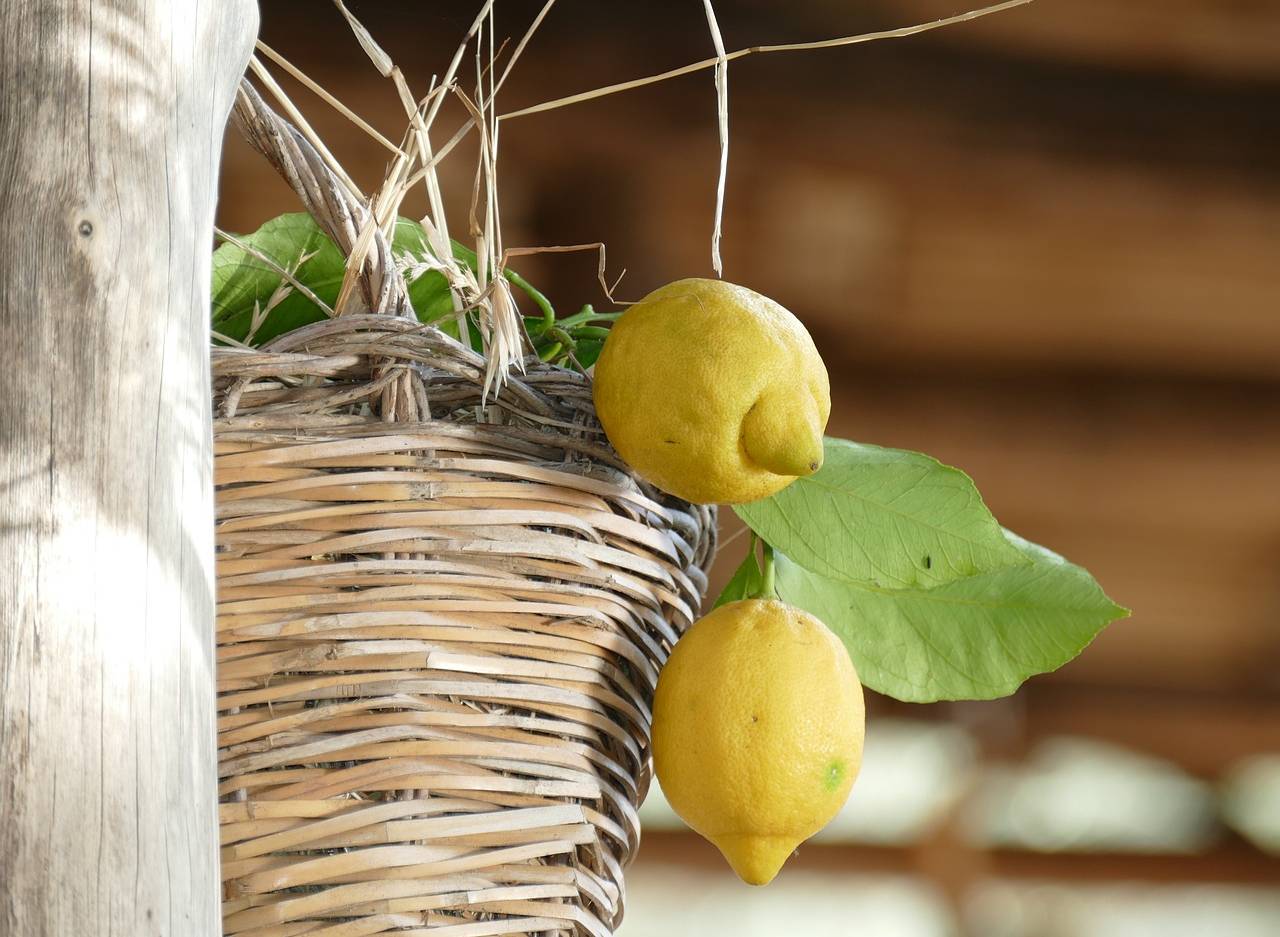 lemons from Sorrento