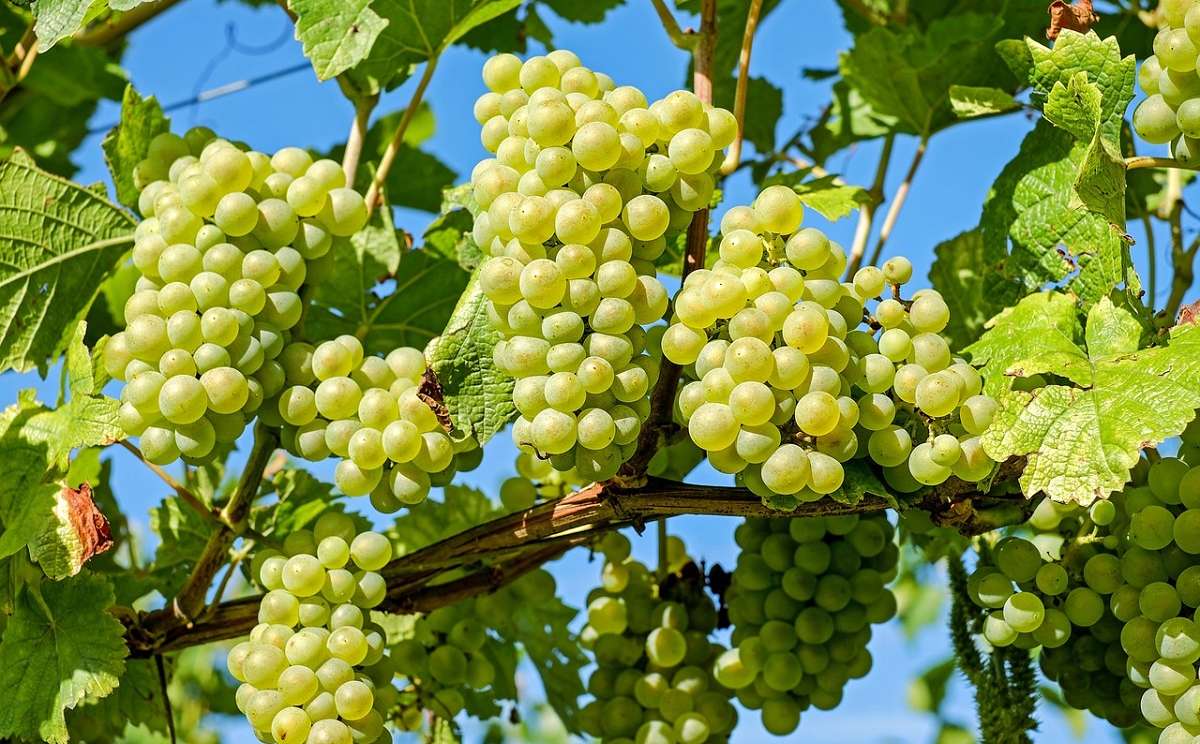 grappoli d'uva in vigneto