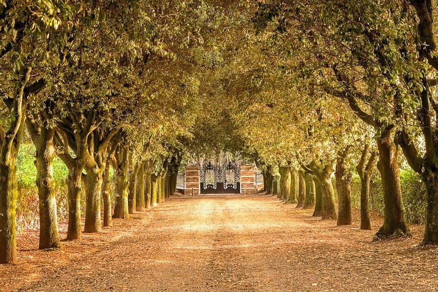 Villa Mist trees along the entrance