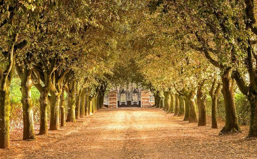 Villa Mist trees along the entrance