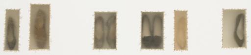 Doris Salcedo