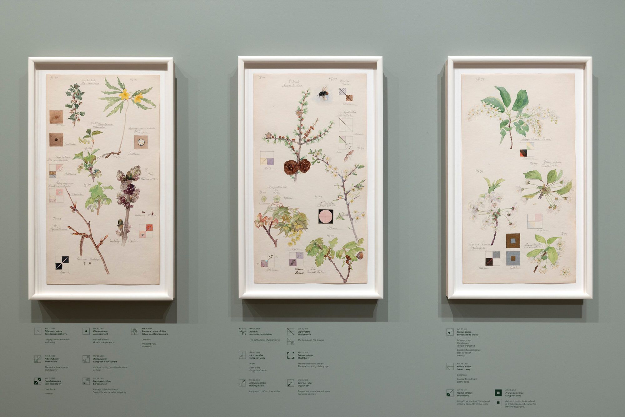 Olivia Laing on Hilma af Klint and the Language of Gardens