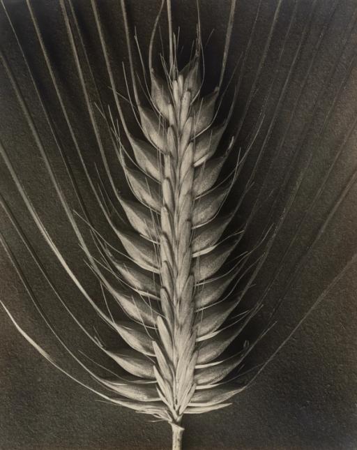 Karl Blossfeldt
