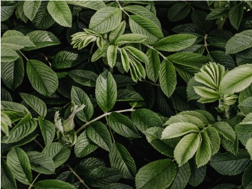 leaves
