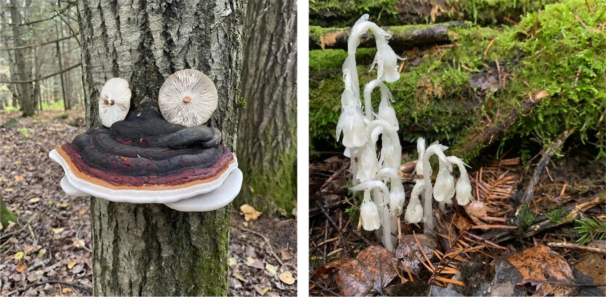 A face made out of mushrooms and a patch of ghost plant