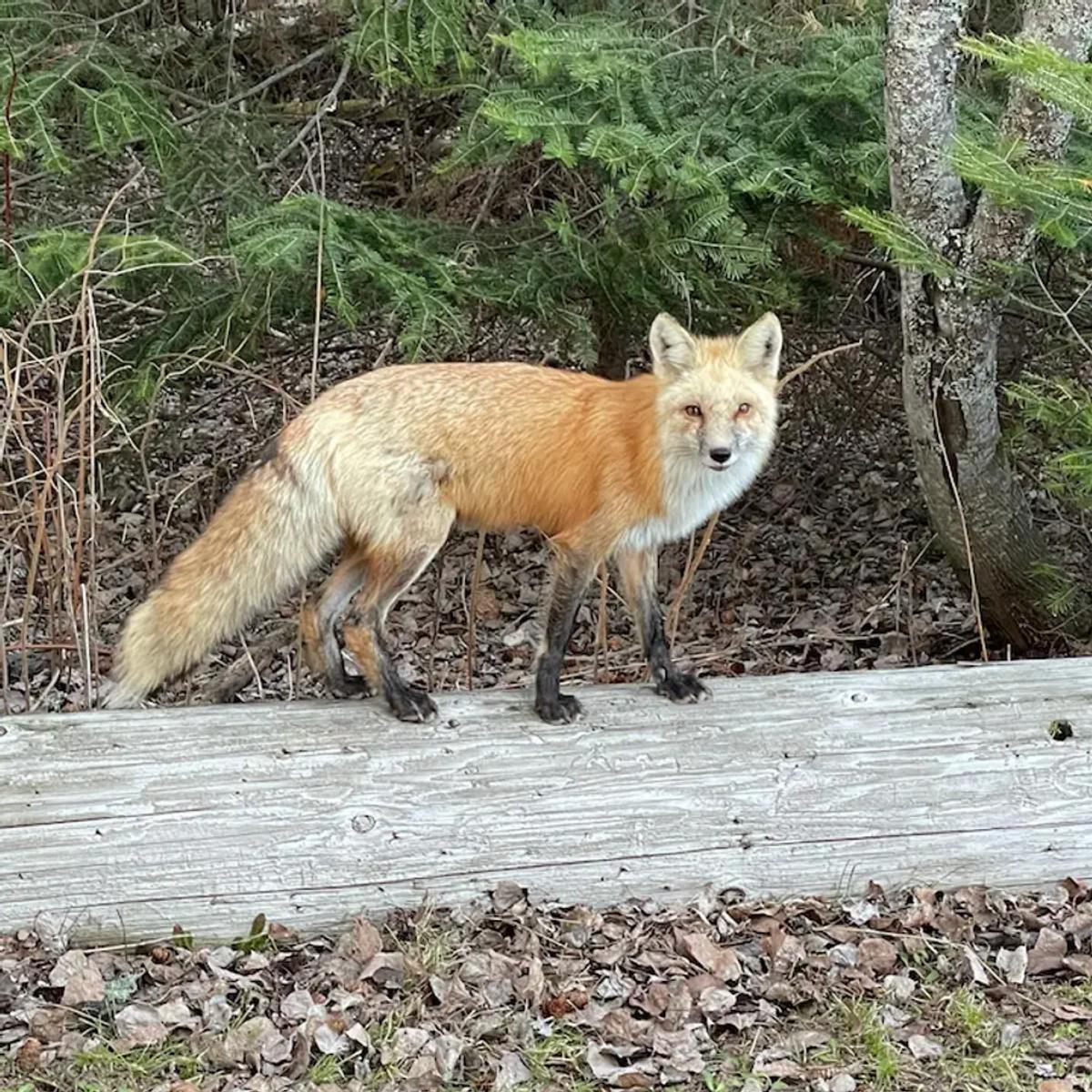 Timothy shortbread, a fox