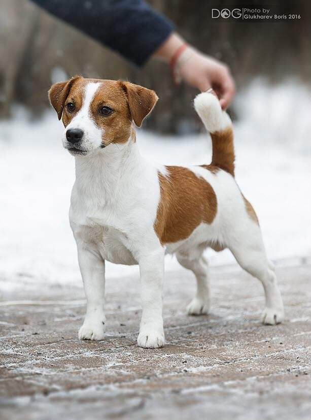 Jack Tupinambá Fresh