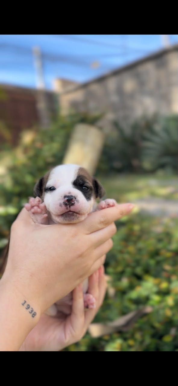 Filhote Jack Tupinambá Snoop Dogg
