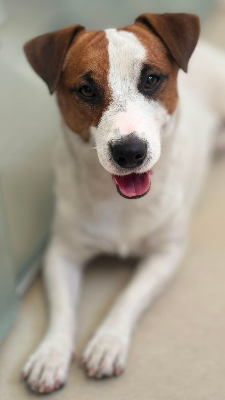 Padreador canil jack tupinambá Dino