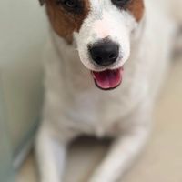 Padreador canil jack tupinambá Dino