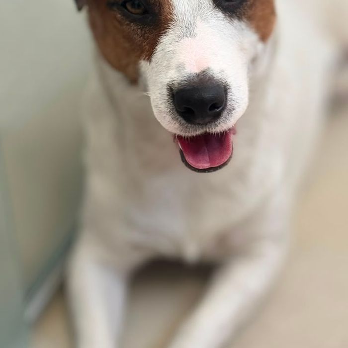 Padreador canil jack tupinambá Dino