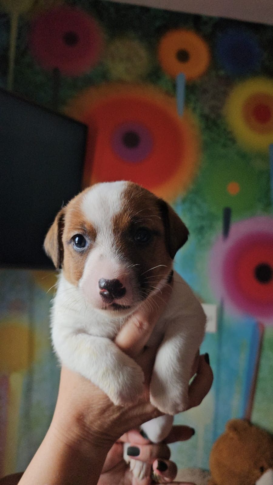 Jack tupinamba lindinha 